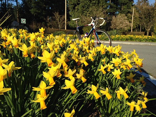 Daffodils are always a welcome sight in the spring. Even more so in February!