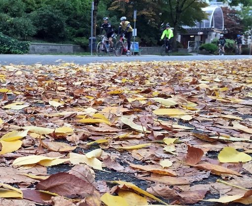 It's the Ride of the Falling Leaves, the FRF's traditional final formal group ride of the season.
